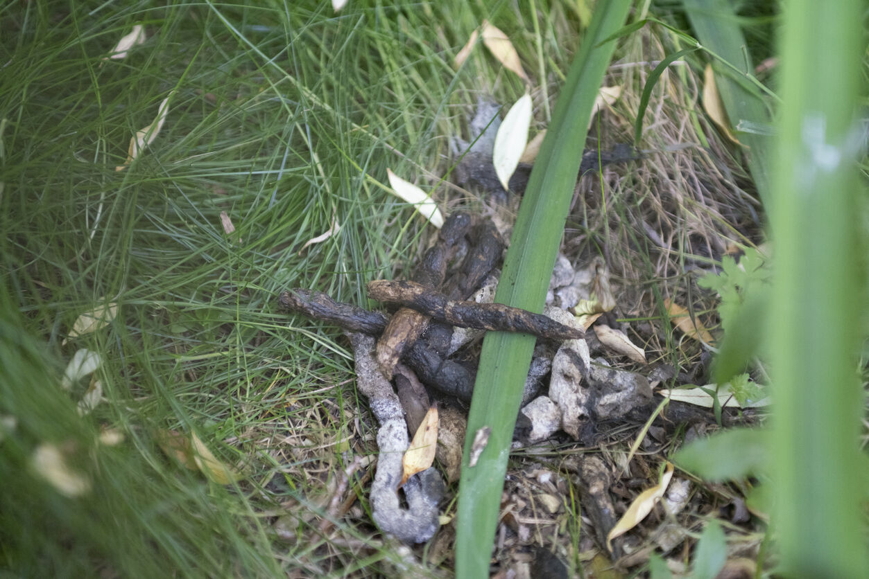 Wild cat feces (Photo) Credit Alphotographic (iStock)